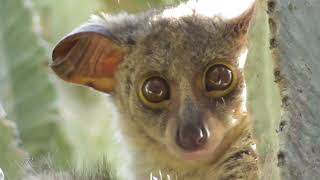 CUTEST FACE EVER Thicktailed bushbaby [upl. by Arimihc996]