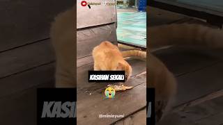 Si Oyen kasihan shortsfeed [upl. by Kristi]