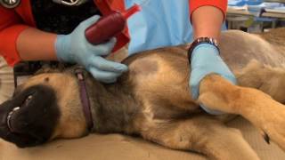 EZ IO® insertion in a canine cadaver [upl. by Ellita]