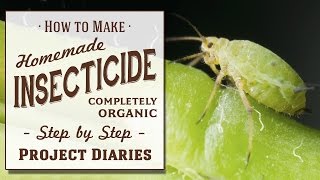 ★ How to Make Homemade Insecticide Complete Step by Step Guide to Killing Garden Pests amp Insects [upl. by Atirb567]