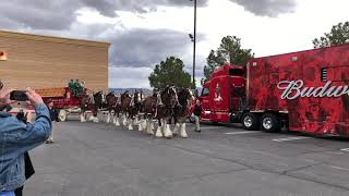 Budweiser Clydesdales Full 8 Horse Clydesdale Hitch Las Vegas Superbowl Weekend [upl. by Burkley]