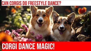 Can Pembroke Welsh Corgis Dance Dog Freestyle Training Tips [upl. by Philana]