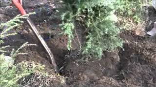 How To Dig and Plant a Live Christmas Tree [upl. by Perkins370]