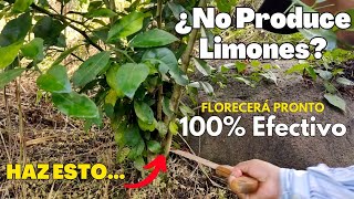 Por esta razón tu planta de cítrico 🍋 NO CRECE NI PRODUCE FRUTOS debes actuar ya [upl. by Kciredorb]