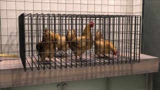 Mutated bird flu strain can transmit between mammals says controversial paper [upl. by Shuman]