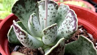 Adromischus cristatus 多肉植物圖鑑 天章 [upl. by Arnulfo]