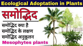 समोद्भिद पौधे Mesophytes plants mesophytic plants  adaptation in Mesophytes plants  biology [upl. by Samuelson638]