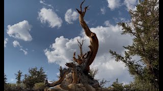 Ancient Bristlecone Pine Forest  White Mountains of California [upl. by Dinse]