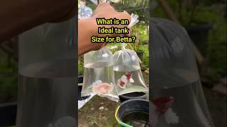 What Is an ideal Tank Size for Betta fish bettatank fighterfish bettacare bettafishworld [upl. by Aibun]