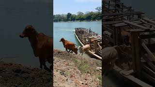 Transporte de gado nos pântanos paraguaios [upl. by Iorgo]