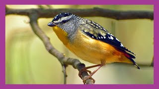 Spotted Pardalote Bird [upl. by Peace]