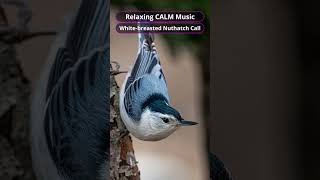 Relaxing CALM Music  Whitebreasted Nuthatch call birds birdslover whitebread birdcalling [upl. by Anrahs726]