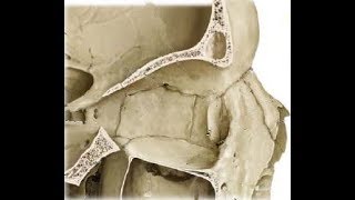 ETHMOID BONE ANATOMY [upl. by Yehudit]