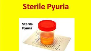 Sterile Pyuria  Sterile Pyuria Causes [upl. by Eerual462]