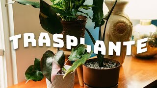 Trasplante de plantas de interior  Planta Me [upl. by Neelhsa]