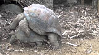 Schildkröte Paarung Mauritius 2012 Tierpark Afrika Landschildkröte Turtle [upl. by Eilraep]