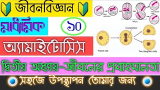 অ্যামাইটোসিসPart9 কোশ বিভাজন  Amitosis  Cell Division  জীবনের প্রবহমানতা  Madhyamik [upl. by Euqinitram]