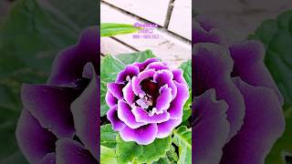 大岩桐 Gloxinia 花語：慾望 華麗花覺醒 flowers 美麗的花 garden flower 花 gardening [upl. by Nauwaj]