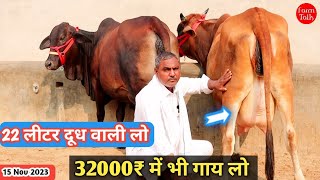 22 लीटर ✅ तक दूध 32000₹ से कीमत 10 गाय 👍 Sahiwal Cholistani Rathi Gir Cross Cow 👌 Available For Sale [upl. by Iahs]