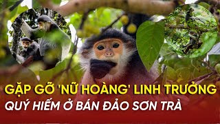 Niềm vui vỡ òa khi được ngắm nhìn voọc chà vá chân nâu vovgiaothong fm91 [upl. by Eetsim]