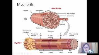 Chap 15 Part 2 Striated Muscle Contraction  Cambridge ALevel 9700 Biology [upl. by Reace]