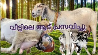 വീട്ടിലെ ആട് പ്രസവിച്ചപ്പോൾ delivery animals [upl. by Weiler]