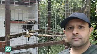 Turbary Woods Owl amp Bird of Prey Sanctuary  Golden Eagle  Preston  June 2021 [upl. by Annaitsirhc461]