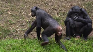 Cool Friends of Bonobos Life In Africa [upl. by Nolahc]