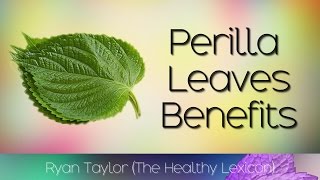 Perilla Leaves Benefits amp Uses [upl. by Carolann]