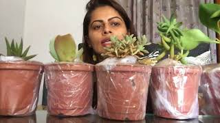 Unboxing  Nurserylive Plants Unboxing  Review amp First Impression LIVE Kavya K  nurserylive [upl. by Paget]