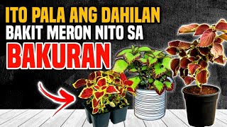 ITO PALA ANG MGA DAPAT MONG MALAMAN TUNGKOL SA HALAMANG MAYANA O COLEUS [upl. by Retsub]