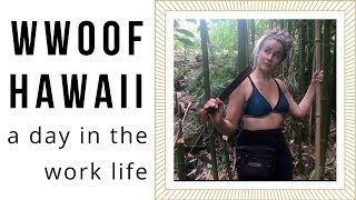 WWOOFing work day in Hawaii [upl. by Rehpotsirhcnhoj]