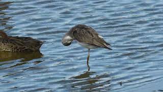 Snipe Greenshank and Dragonfly [upl. by Elak460]