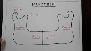 Mandible bone 1 How to make it  TCML [upl. by Omiseno190]