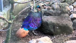 Himalayan Monal [upl. by Vi]