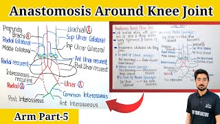 Anastomosis Around Elbow Joint Elbow joint anastomosis anatomyArm Part5 [upl. by Etnoed]