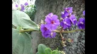 TIBOUCHINA  My garden [upl. by Rivard]