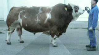 Fleckvieh Simmental BFG GIGANT Pp agroaustriawmv [upl. by Zorine491]