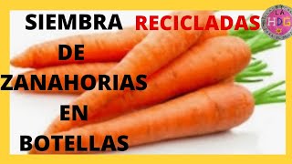 🥕CULTIVO DE ZANAHORIAS EN BOTELLAS 🥕 [upl. by Zetnauq]