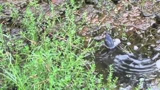 Black River Turtle in Bocas del Toro [upl. by Bogusz881]