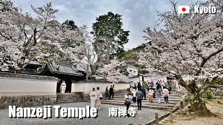 2024 Cherry blossoms at Nanzenji Temple Kyoto Japan  4K Walking [upl. by Norak493]