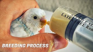 Complete Budgie Breeding process from Bonding to Taming Babies [upl. by Hselin684]