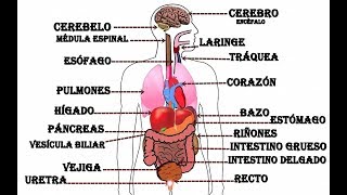 Órganos del cuerpo humano [upl. by Echikson676]