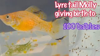 Lyre tail Molly giving birth to 100 babies  Captured in my cam  Lyre tail FRY [upl. by Amandy841]