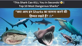 10 Shark Species  Dangerous Sharks In The Ocean  Facts About Sharks  Shark behaviors [upl. by Zipporah]