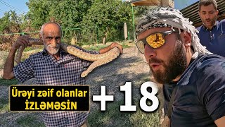 Ağdam  İLANLARI ƏLLƏRİ İLƏ TUTAN ADAM [upl. by Nahgrom]