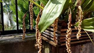 Bulbophyllum Pholidota Imbricata Rattlesnake Orchids flower [upl. by Ahtiekahs]