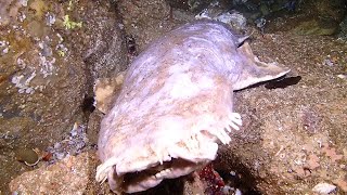 Wobbegong shark corpse in Fish Rock Cave plus some live things [upl. by Pinto692]