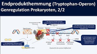 TryptophanOperon Endprodukthemmung am Beispiel trpOperon  Genregulation Prokaryoten 22 [upl. by Edea]