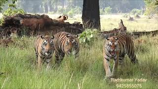 Neelam with cubs024 beautiful nature videography videoshort viralvideo youtubeshorts fallow [upl. by Schach]